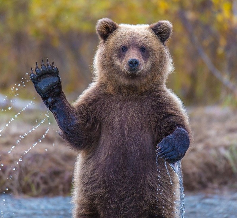 Playlists songs about bears Song Bar